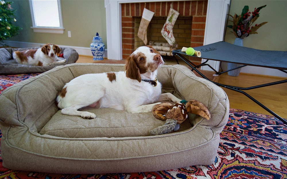 一只长着棕色耳朵的白狗和一只玩具鸭子躺在棕色的狗床上