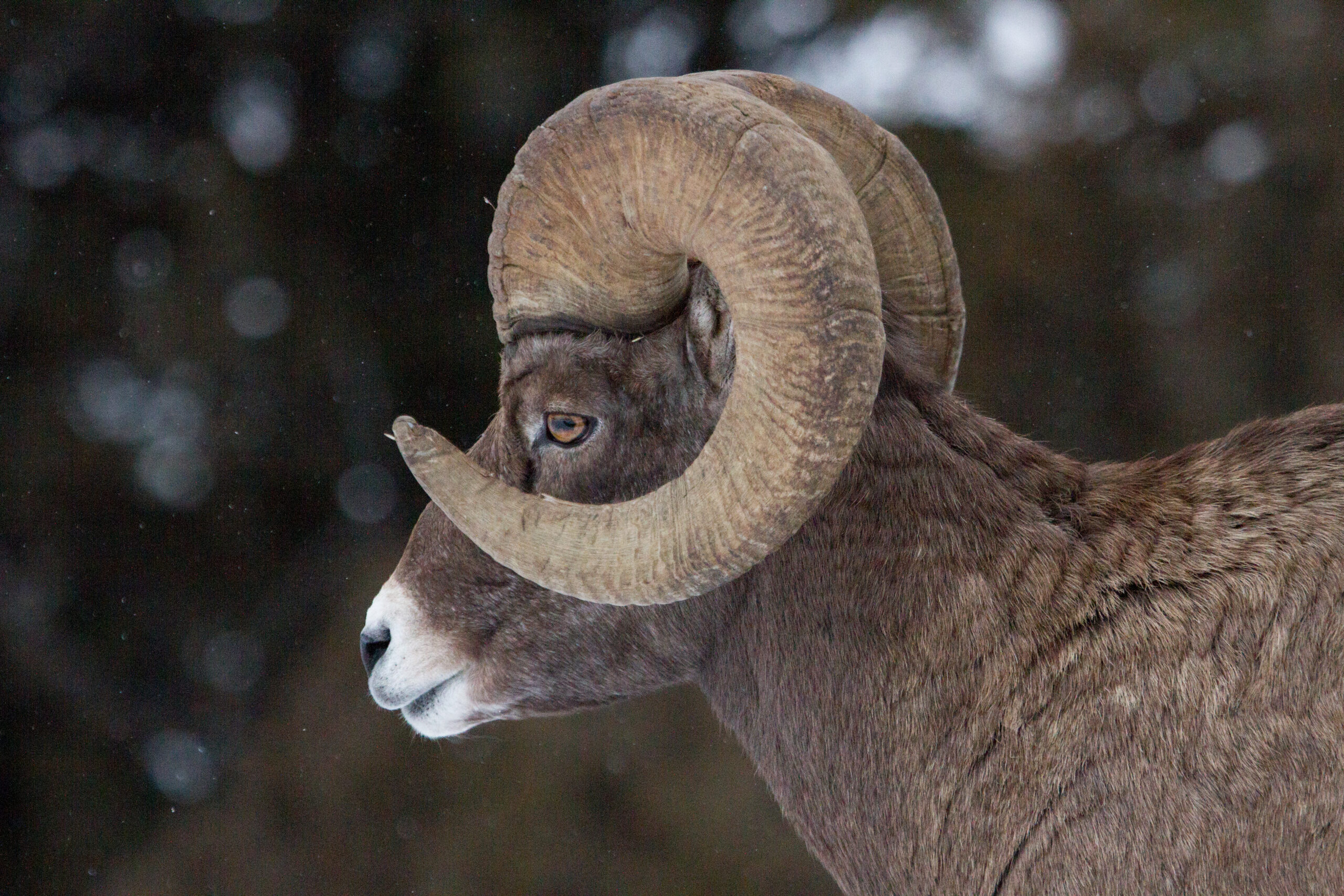 在犹他州的私人牧场计划了一只大角羊托儿所。