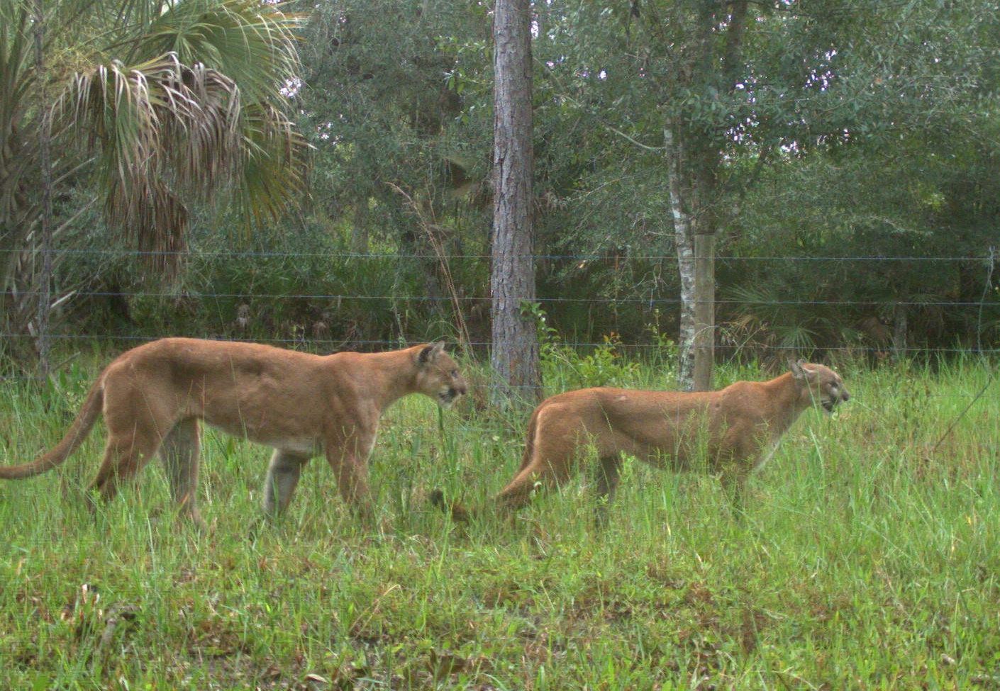 今年夏天，追踪摄像机捕捉到了佛罗里达黑豹的交配过程。