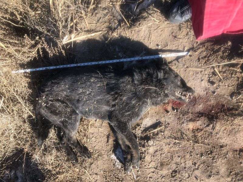在犹他州发现的这种犬科动物是狼还是混血儿?