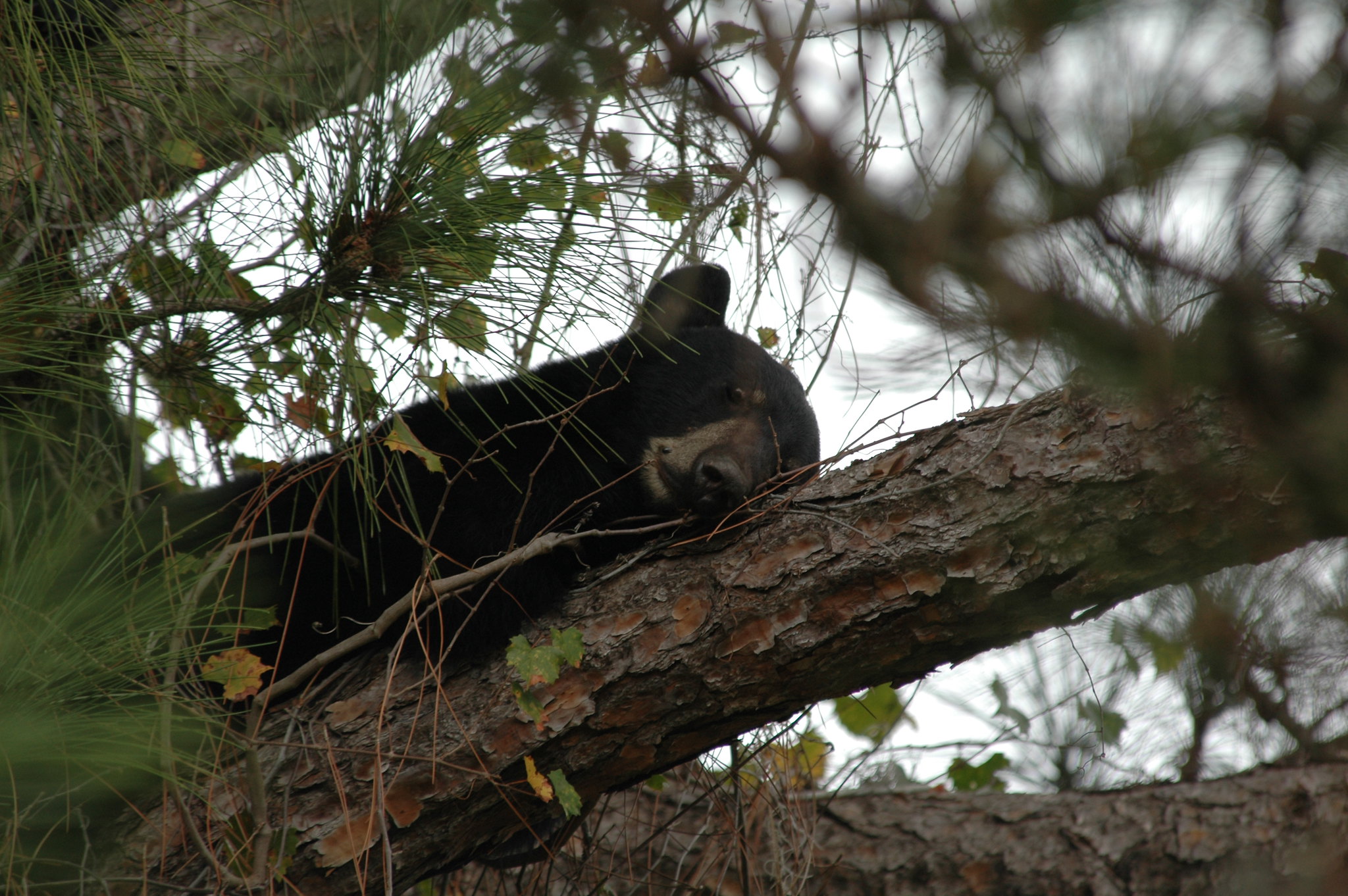 佛罗里达黑熊在树上