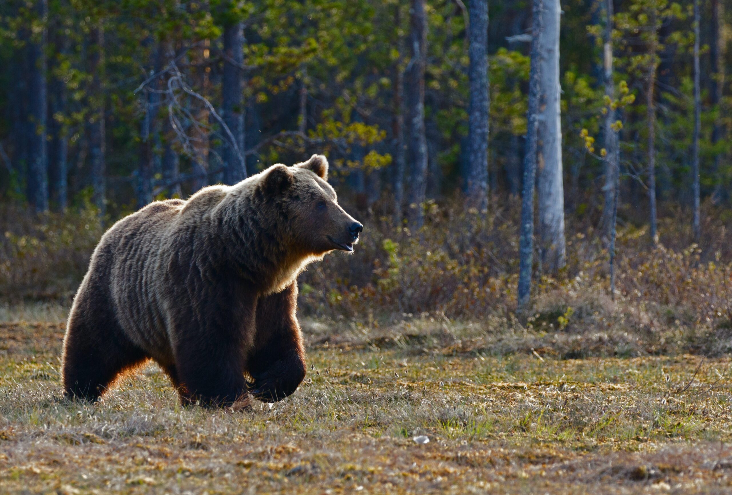 一头灰熊并没有坚持它通常70英里的家射程。
