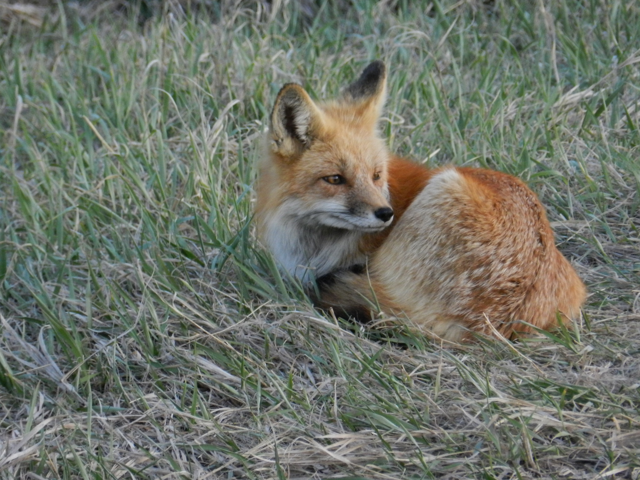 Two Red Foxes in Utah Test Positive for Avian Influenza
