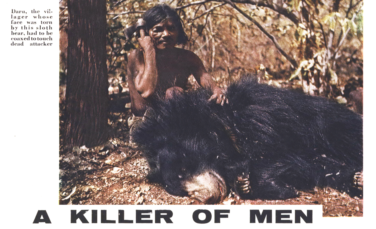 A Killer of Men: The Story of a Killer Sloth Bear, from the Archives