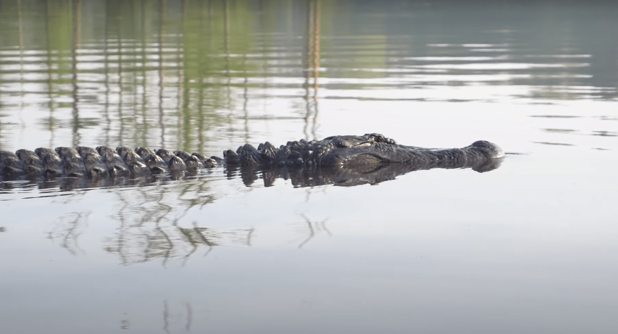 The Monster of Lake Conway: Large Alligator Captured on Video in Central Arkansas