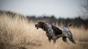 旷野中的德国短毛猎犬。