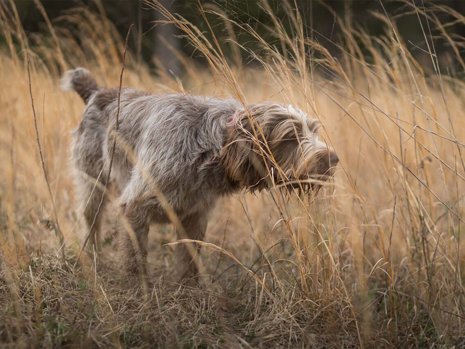 在高草丛中独自狩猎的狗。