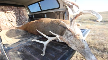 在一次成功的狩猎后，一只死白尾鹿躺在一辆狩猎卡车的床上。