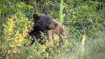 An attempt to ban bear hunting in California was quickly struck down thanks to push back from dedicated hunters.