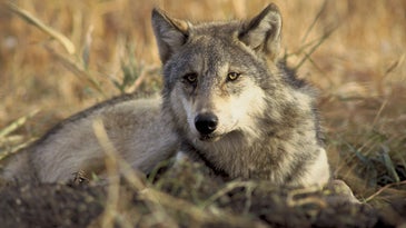 灰狼是反对狩猎的最受欢迎的目标物种。