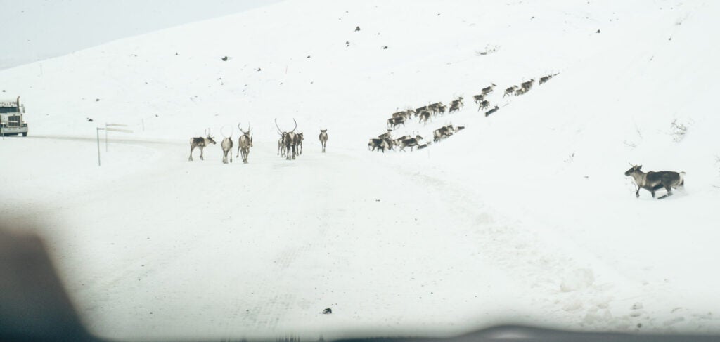 北极驯鹿群落的驯鹿穿过道尔顿高速公路。