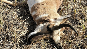 这只死去的叉角羚只是被三个外州偷猎者杀害的动物之一