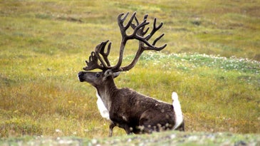 北极国家公园盖茨的公牛驯鹿