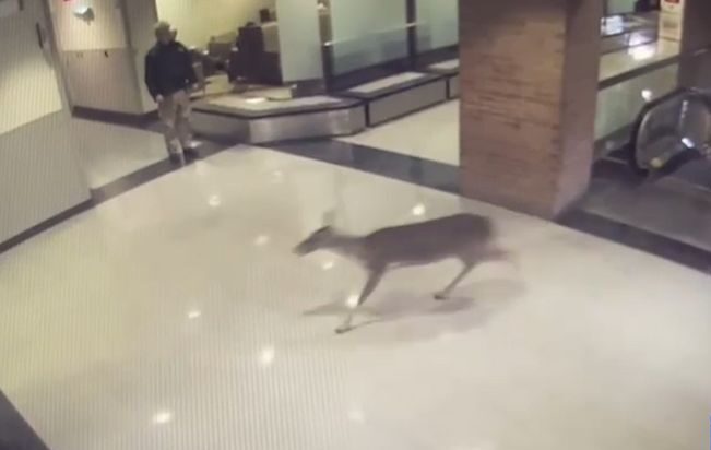 周一，一头母鹿进入路易斯安那州一家医院。
