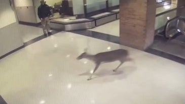 周一，一头母鹿进入路易斯安那州一家医院。