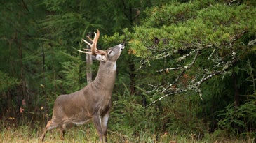 威斯康星州国土安全部要求猎人在野外猎鹿时戴上口罩。