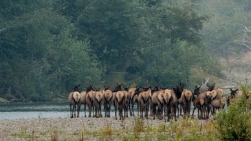 允许非居民的麋鹿狩猎激起了这个麋鹿季节的争议。