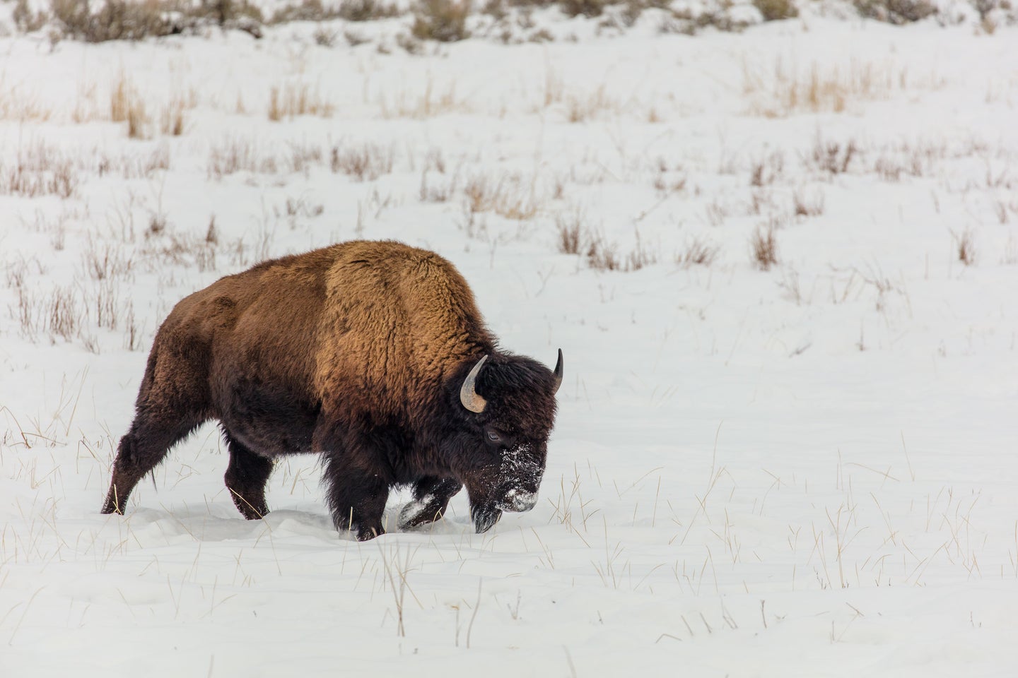 黄石国家公园的野牛在雪地里行走